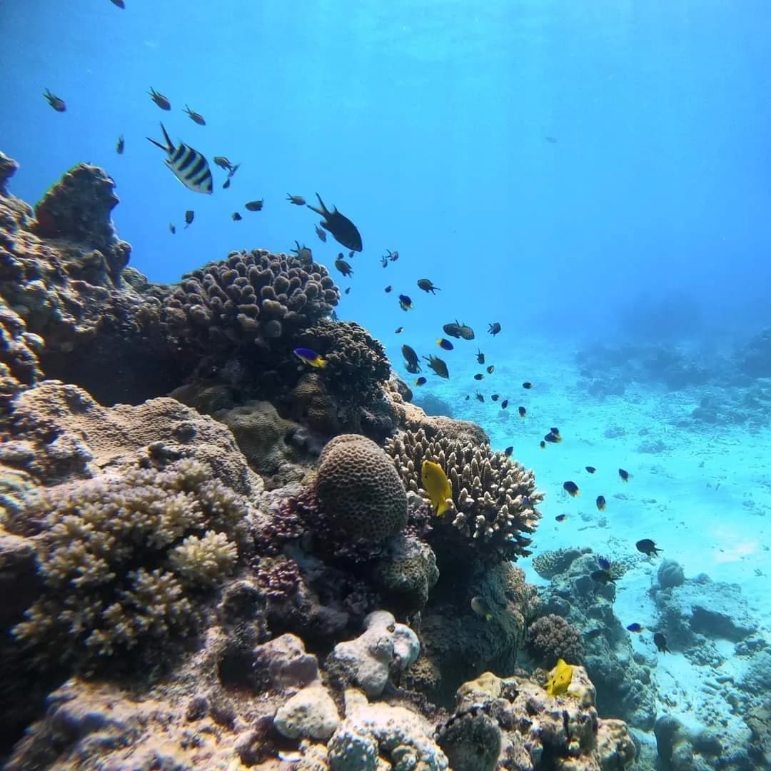 Coraux dans le lagon du sud-est