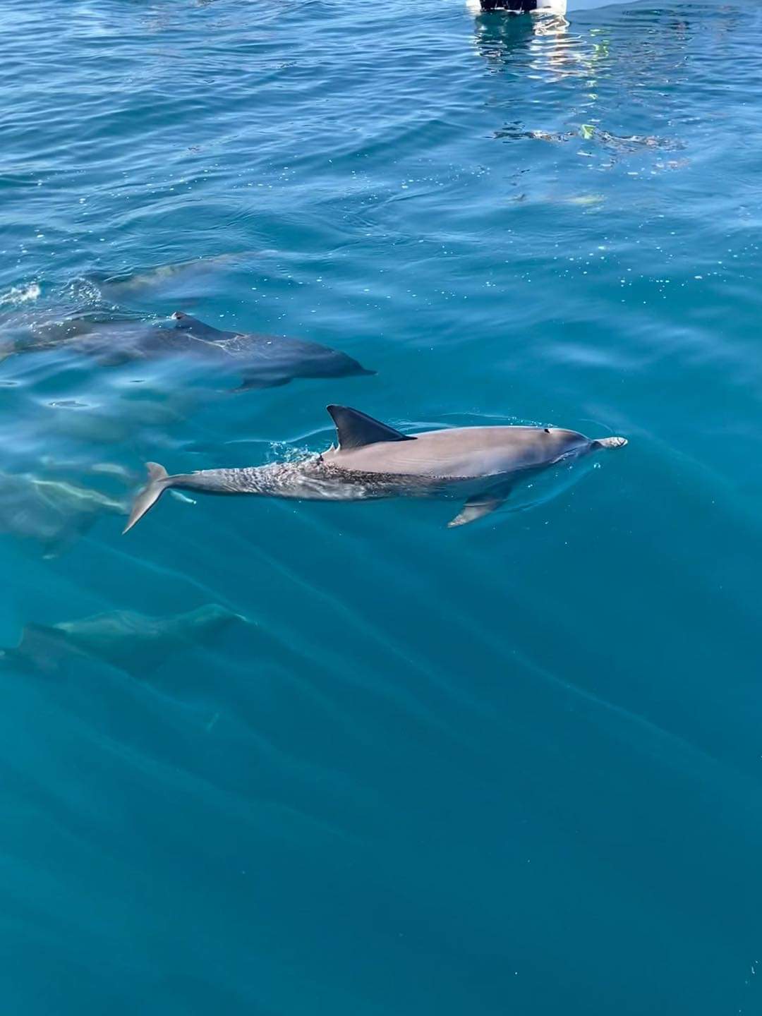 Dauphin nageant dans les eaux du lagon